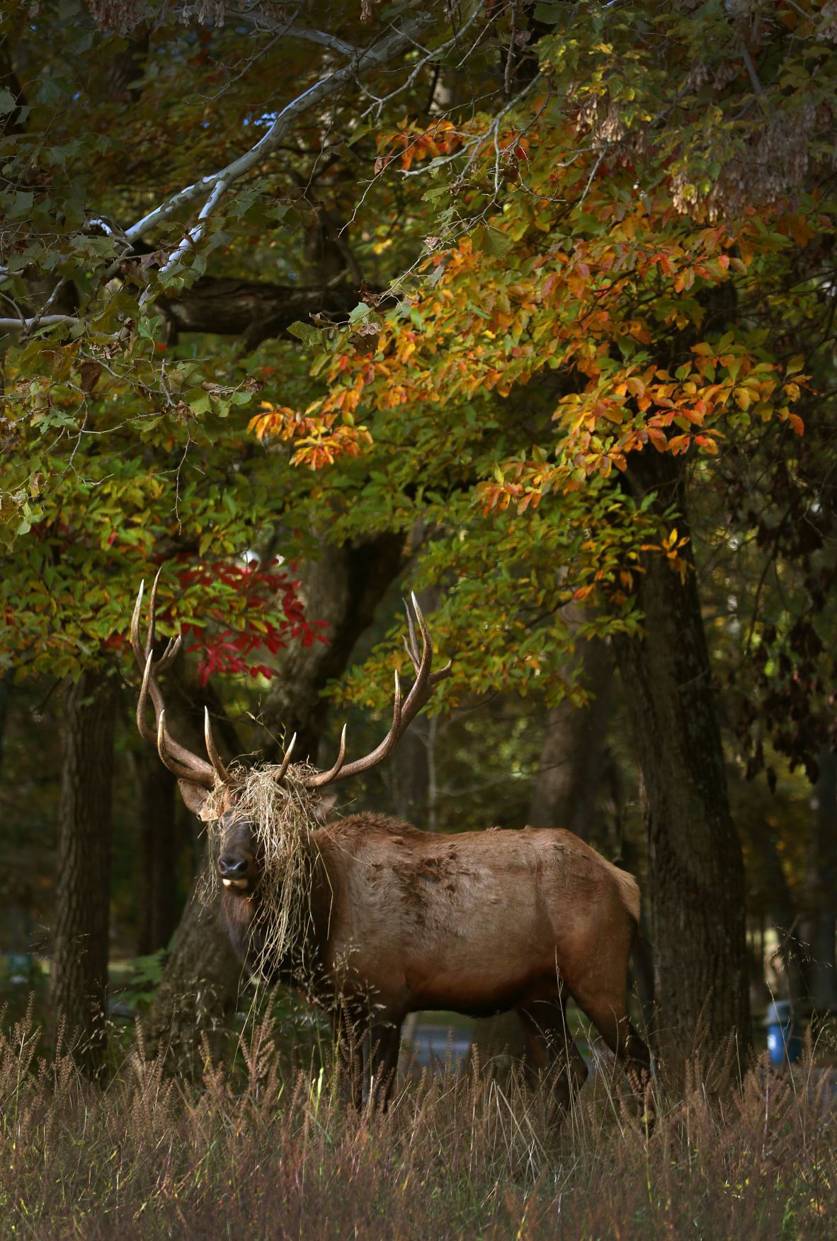Season of color bursts into fall